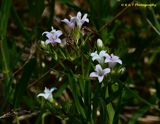 {Houstonia lanceolata}